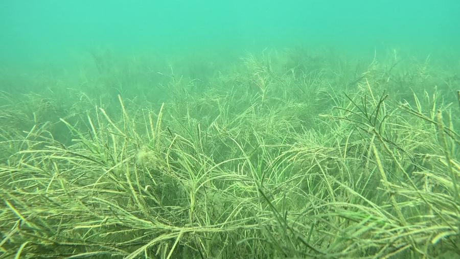 Seagrass at the OAE field study 2026 site
