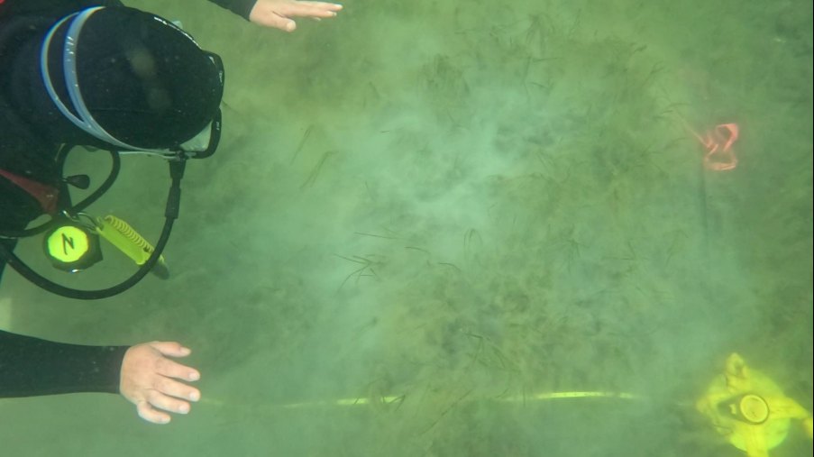 Diver dispersing limestone over a marked underwater plot