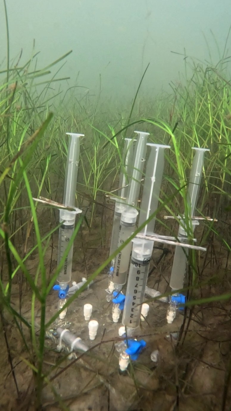Pore water sampling plates arranged on the seafloor