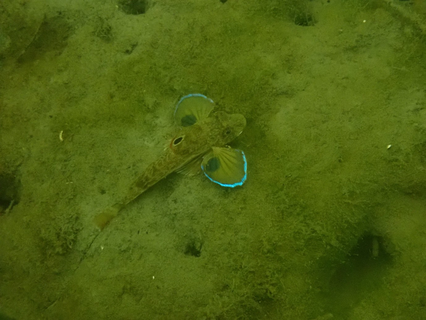 Fish swimming through seagrass at the field site