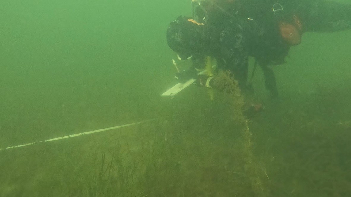 A diver counting fish along an underwater transect